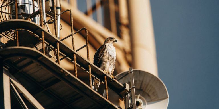 A hawk watches for Firefox security vulnerabilities from its perch.
